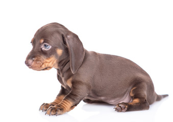 Short haired dachshund puppy lying in side view. isolated on white background