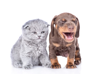 Barking dachshund puppy and gray baby kitten sit together. isolated on white background