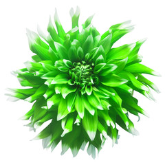 Elegant green dahlia isolated on a white background. Beautiful head flower. Spring time, summer. Easter holidays. Garden decoration, landscaping. Floral floristic arrangement