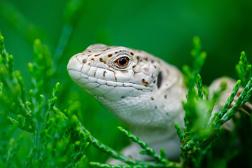 Naklejka premium Female Lacerta Agilis Sand Lizard Reptile Animal Macro Close-up Portrait