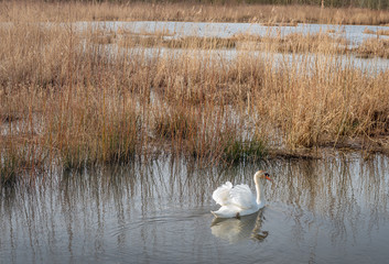 Swimming mute swan in a Dutch nature reserve © Ruud Morijn