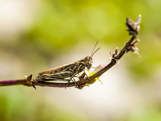 Common Grasshopper Insect on Grass