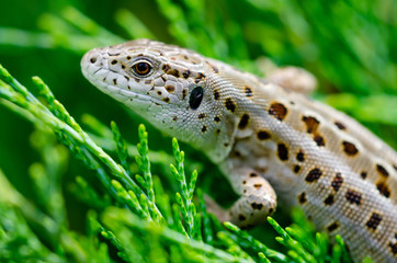 Female Lacerta Agilis Sand Lizard Reptile Animal Macro Close-up Portrait