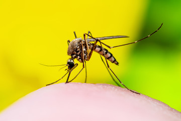 Dangerous Zika Infected Mosquito Bite on Yellow Background. Leishmaniasis, Encephalitis, Yellow Fever, Dengue, Malaria Disease, Mayaro or Zika Virus Infectious Culex Mosquito Parasite Insect Macro. - obrazy, fototapety, plakaty
