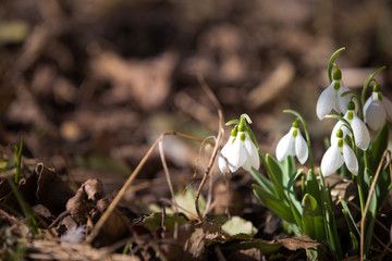 White spring snowdrops in the forest