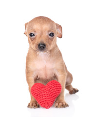Tiny Toy terrier puppy sits with red heart. Isolated on white background