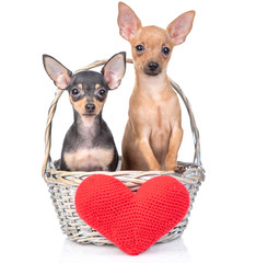 Two Toy terrier puppies sit inside basket with red heart. Isolated on white background