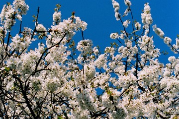 Obstblüte im Frühling