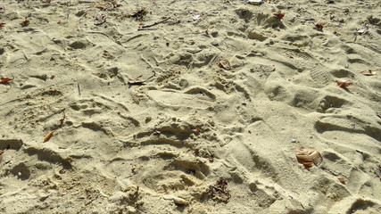 Texture sand. Kata Beach. Phuket, Thailand.