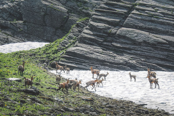 A herd of mountain antelopes on a glacier in the highlands of the North Caucasus ridge in Krasnaya Polyana
