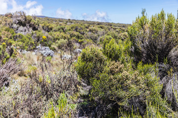 View from the Lemosho trail, the most scenic trail on mount Kilimanjaro, Tanzania