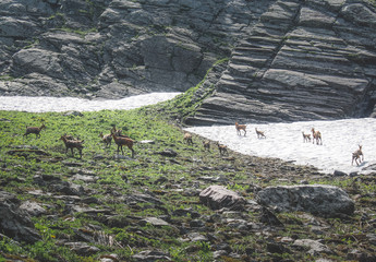 A herd of mountain antelopes on a glacier in the highlands of the North Caucasus ridge in Krasnaya Polyana
