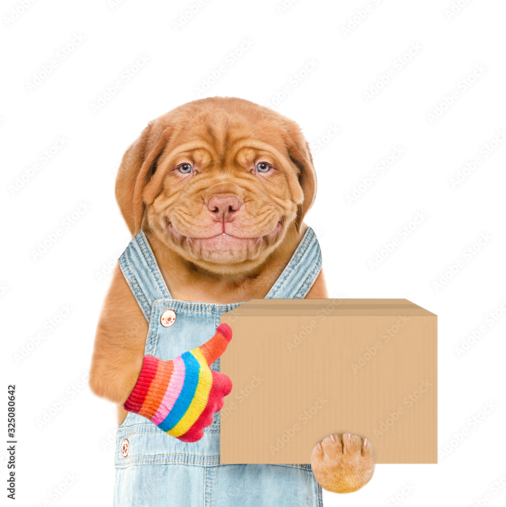 Poster smiling puppy wearing overalls holds big box and shows thumbs up gesture. isolated on white backgrou