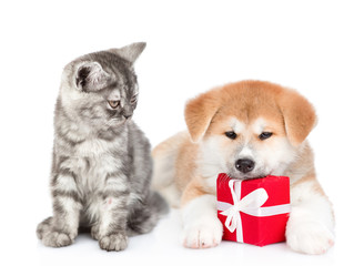 Cat looks at akita inu puppy who lies with gift box. isolated on white background