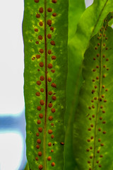 Macro shot of a fern leave with detailed spores