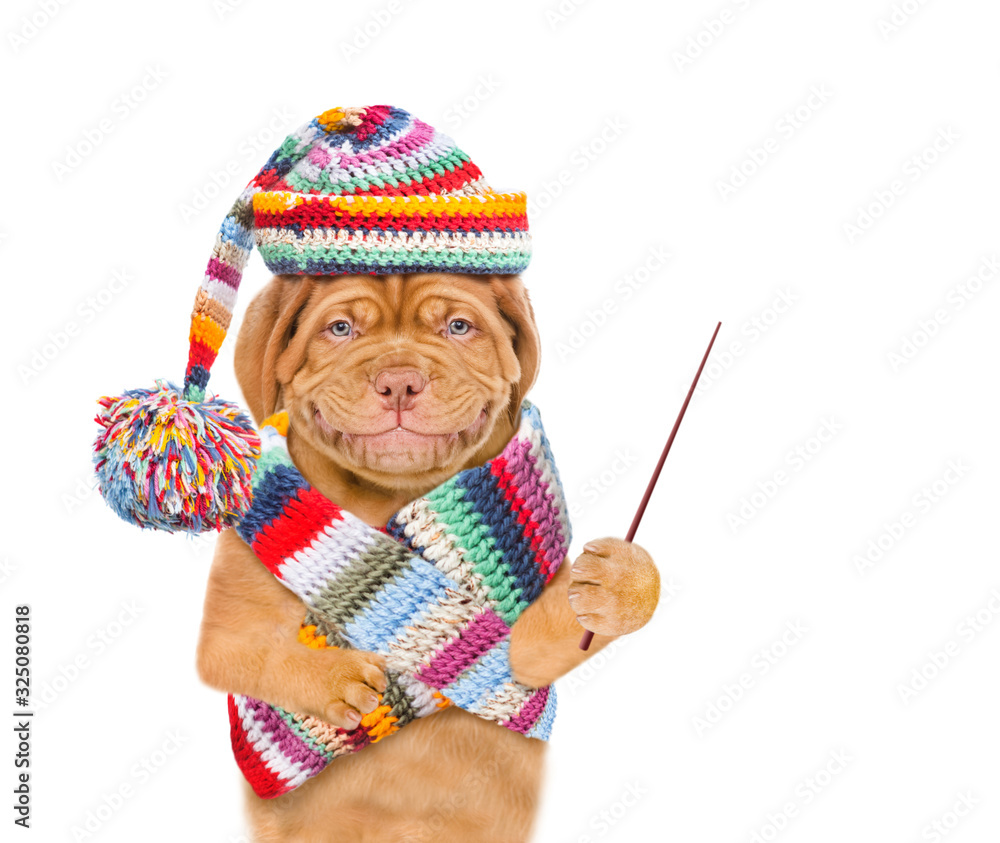 Poster Smiling puppy wearing the warm hat and scarf holds a pointing stick and points away on empty space. isolated on white background