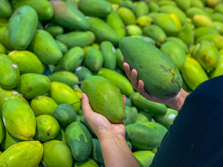 Closeup photo of human hands picking green mangoes at groceries