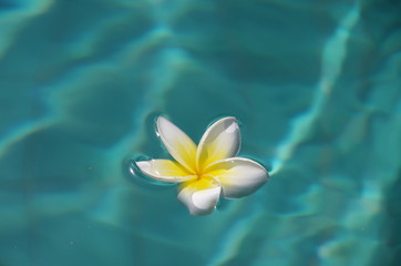 Fototapeta na wymiar plumeria flower in water