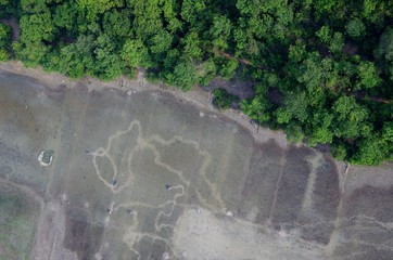 Aerial View of Rice Terraces with Water Buffalos, and Jungle, in Cambodia