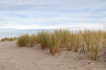 Sanddunes at Warnemuende beach