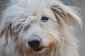 White dog with a dirty face.Pathetic white dog.