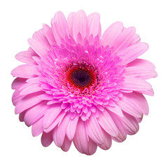 Flower pink gerbera isolated on white background. Summer. Spring. Flat lay, top view. Love. Valentine's Day