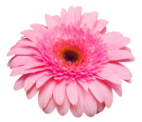 Flower pink gerbera isolated on white background. Summer. Spring. Flat lay, top view. Love. Valentine's Day