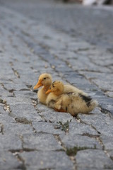 duckling standing on the pavement