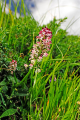 burnt orchid / Brand-Knabenkraut (Neotinea ustulata), Abruzzo, Italy - Abruzzen, Italien 