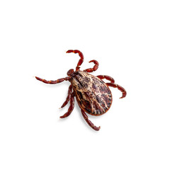 Lyme Disease Infected Tick Arachnid Isolated on White. Encephalitis Virus or Borreliosis Infectious Dermacentor Parasite Macro.