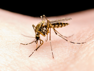 Dangerous Zika Infected Mosquito Bite, Leishmaniasis, Encephalitis, Yellow Fever, Dengue, Malaria Disease, Mayaro, EEEV or EEE Virus Infectious Culex Mosquito Parasite Insect