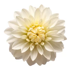Foto op Canvas White dahlia flower head isolated on white background. Spring time, garden. Flat lay, top view © Flower Studio