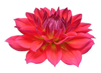 Dahlia flower head red isolated on white background. Spring time, garden. Flat lay, top view