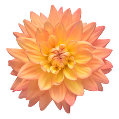 Dahlia flower head pink isolated on white background. Spring time, garden. Flat lay, top view