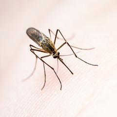 Dangerous Zika Infected Mosquito Bite, Leishmaniasis, Encephalitis, Yellow Fever, Dengue, Malaria Disease, Mayaro, EEEV or EEE Virus Infectious Culex Mosquito Parasite Insect
