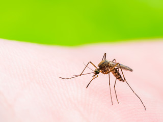 Dangerous Malaria Infected Culex Mosquito Bite, Leishmaniasis, Encephalitis, Yellow Fever, Dengue, Mayaro Disease, Zika, EEEV or EEE Virus Infectious Parasite Insect on Green Background