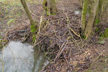 Beaver dam