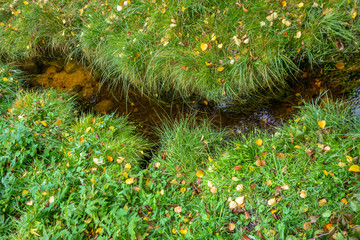 small creek closeup