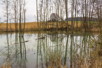Beaver habitat