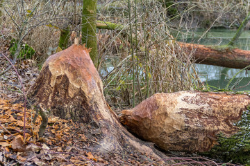 gnawed off tree trunk