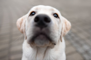 funny curious labrador puppy portrait close up, wide angle