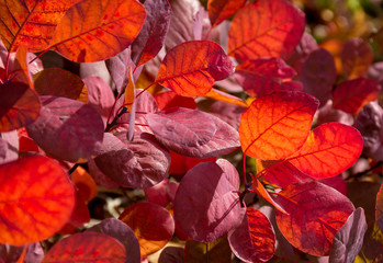 sunny red leaves
