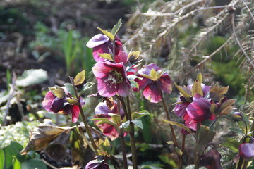 lenzrose in der morgensonne