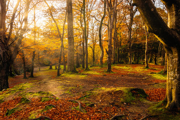 Sun star and sunbeams shining through branches in golden coloured autumn trees in Tollymore Forest Park. Newcastle, County Down, Northern Ireland