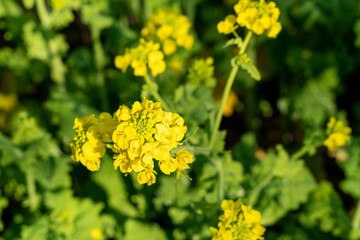 Rapeseed - Brassica napus - are blooming in countryside of Fukuoka prefecture, JAPAN.