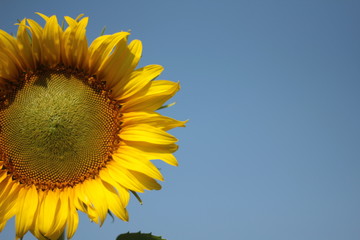 Naklejka premium the blooming sunflowers as summer vacation holiday concept