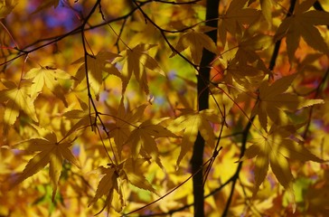 beautiful sun light impact yellow maples  with shade in kyoto japan.autumn foliage in japan.bright yellow maple in autumn