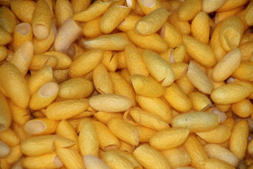 pupa silk for thai silk, silkworm closeup in yellow colors for background