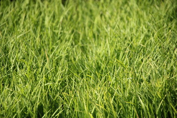 green rice seed closeup background