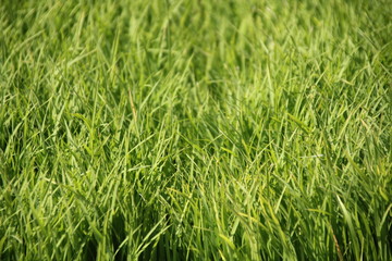 green rice seed closeup background